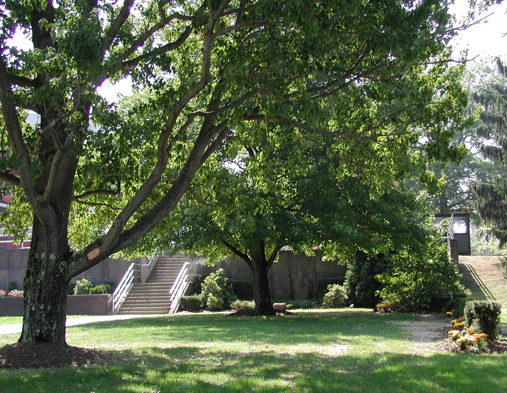 The memorial vault is shown in a summer setting with a tree in the foreground.