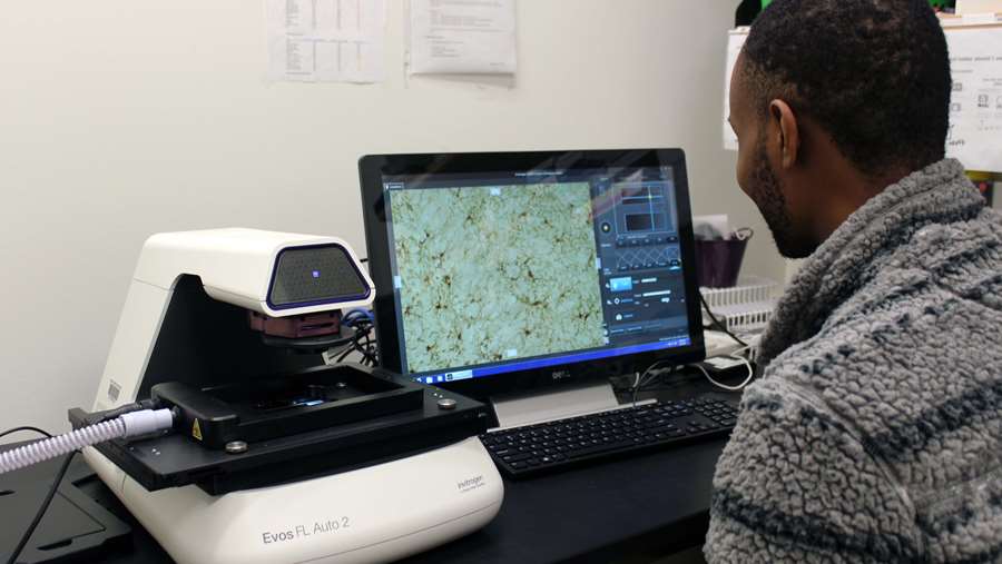 Neuroscience graduate student, Divine Nwafor, working with a microscope