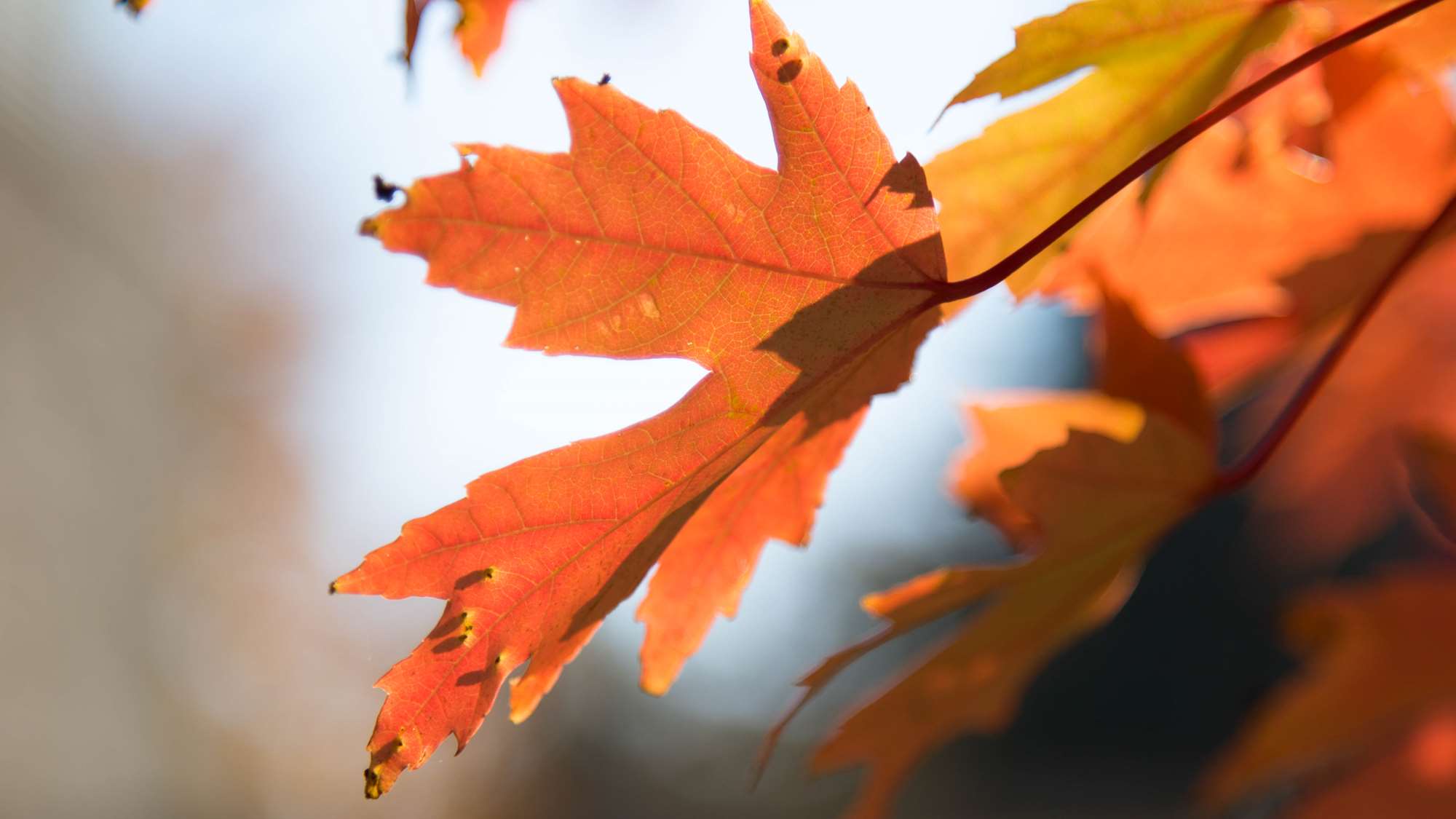 Orange leaves in detail