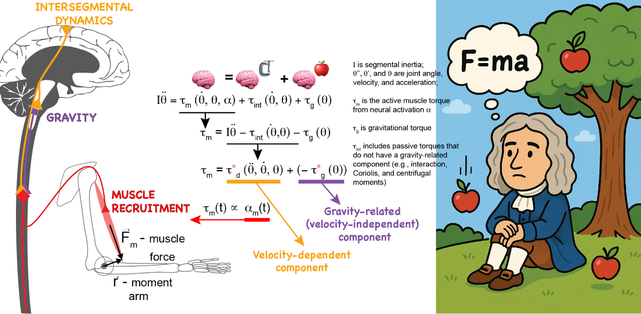 A diagram showing intersegmental dynamics and equations.