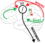 A sketch of a brain with arrows of movement illustrated