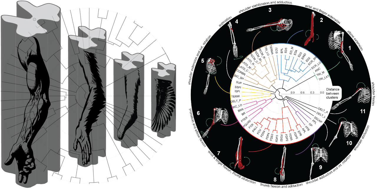 A series of pylons showing animal appendages of arms to wings. An additional skeleton circular diagram is located to the right.